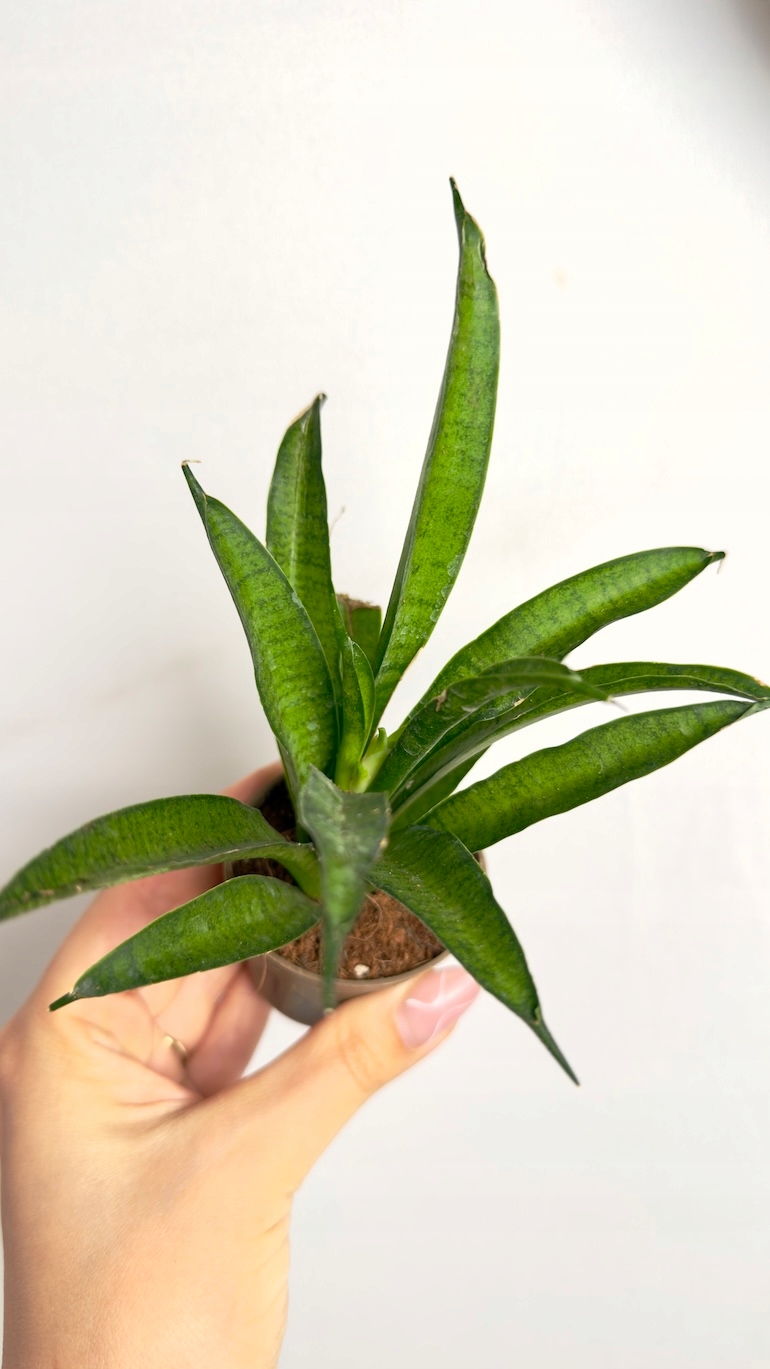 Sansevieria Panthera 6/13 cm
