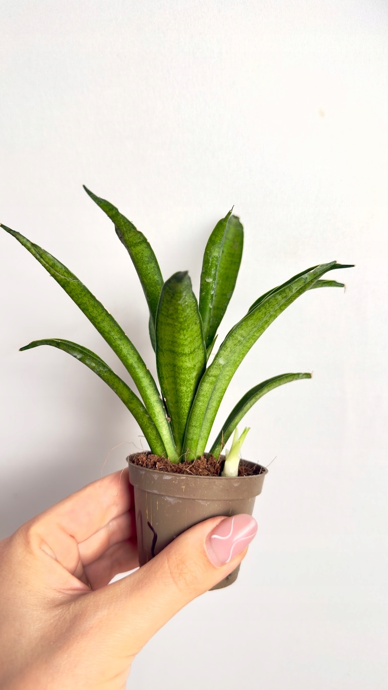 Sansevieria Panthera 6/13 cm