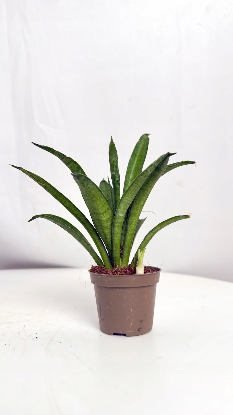 Sansevieria Panthera 6/13 cm