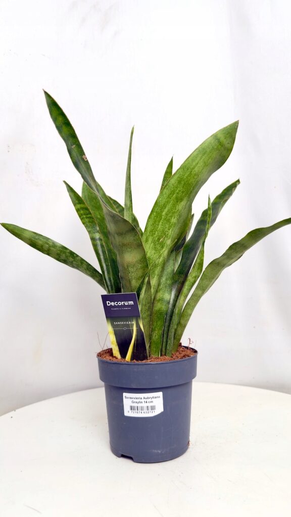 Sansevieria Aubrytiana Graylin – sansewieria w doniczce, roślina doniczkowa o pionowych liściach do wnętrz