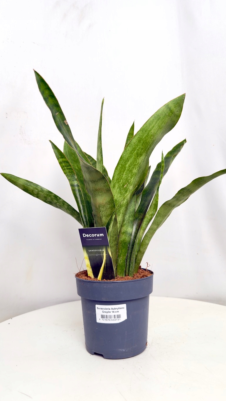 Sansevieria Aubrytiana Graylin 14/30 cm
