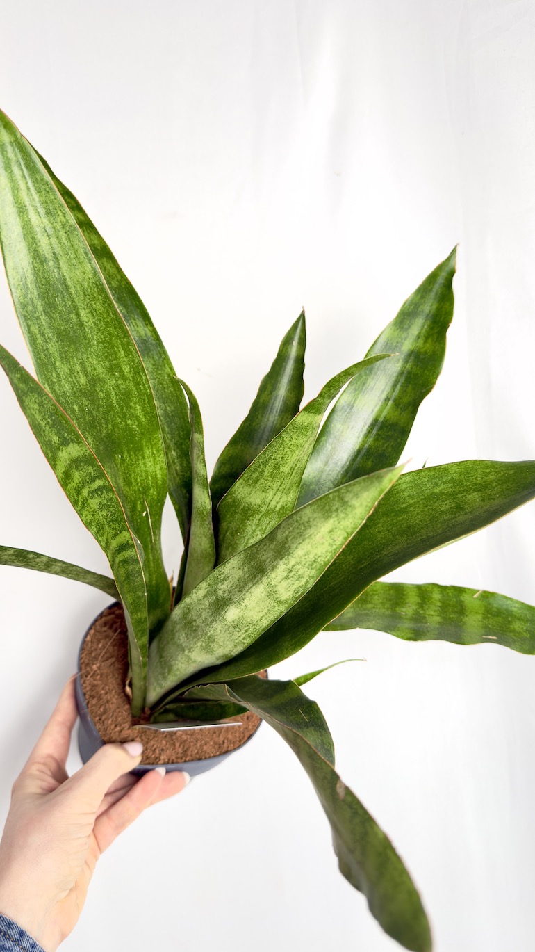 Sansevieria Aubrytiana Graylin 14/30 cm
