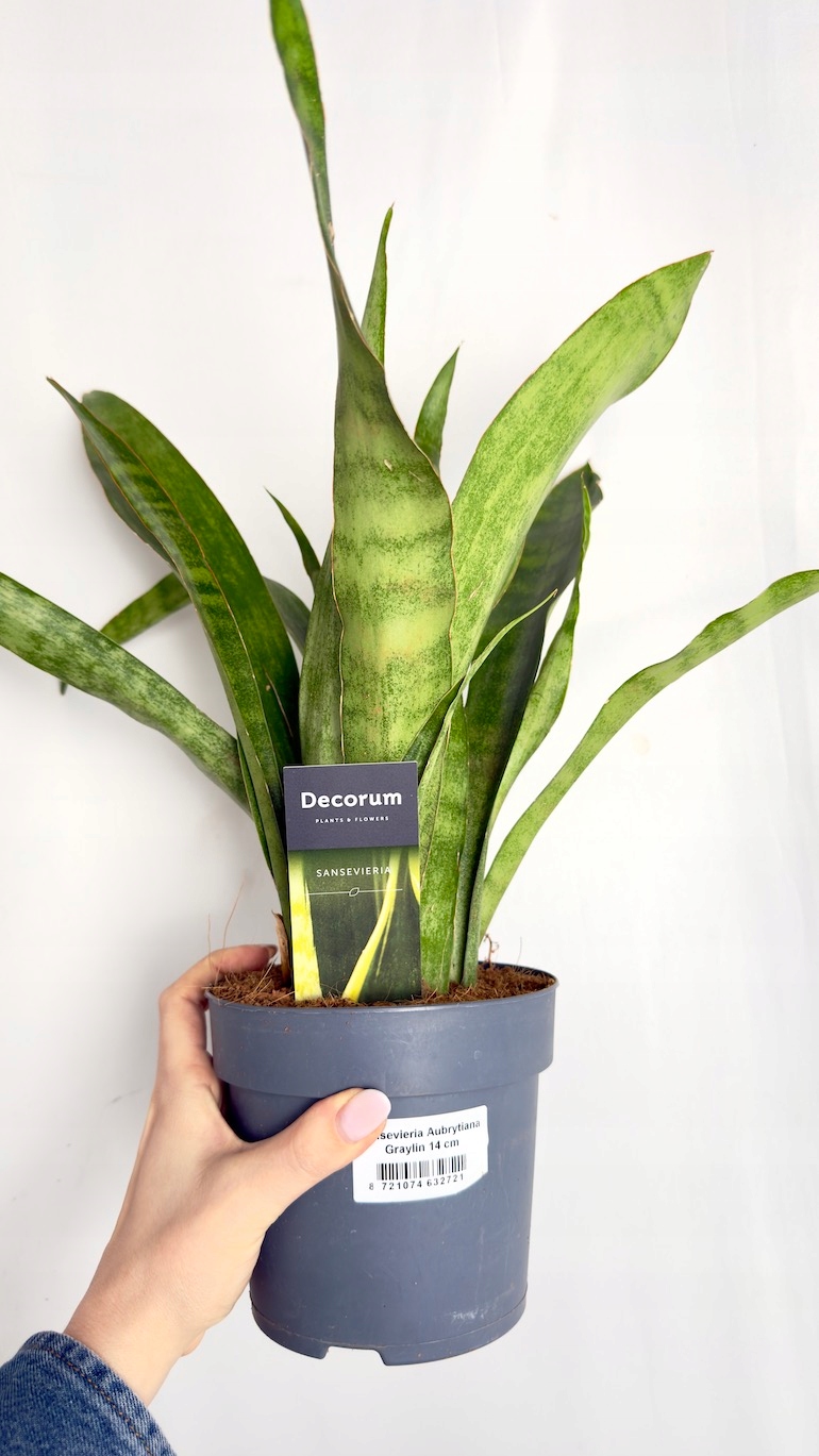 Sansevieria Aubrytiana Graylin 14/30 cm
