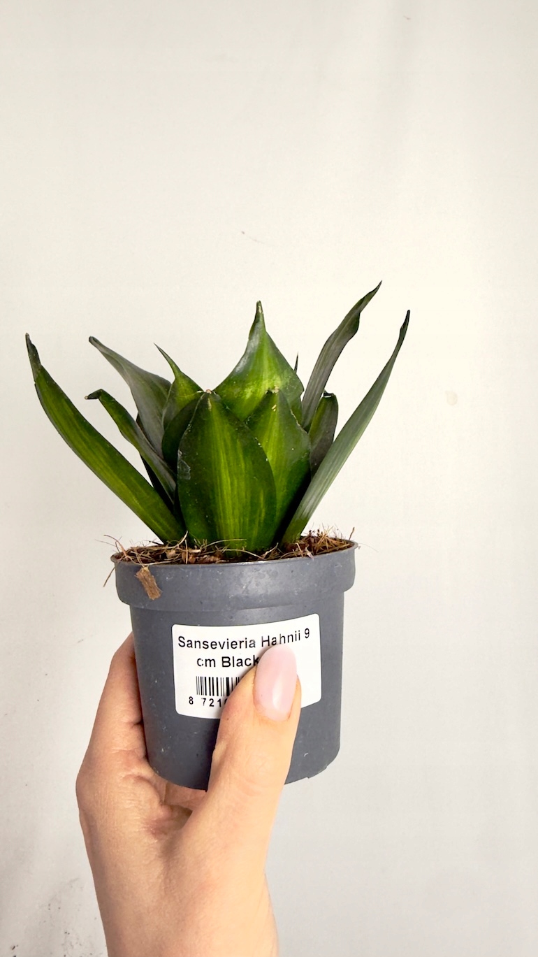 Sansevieria Black Jade