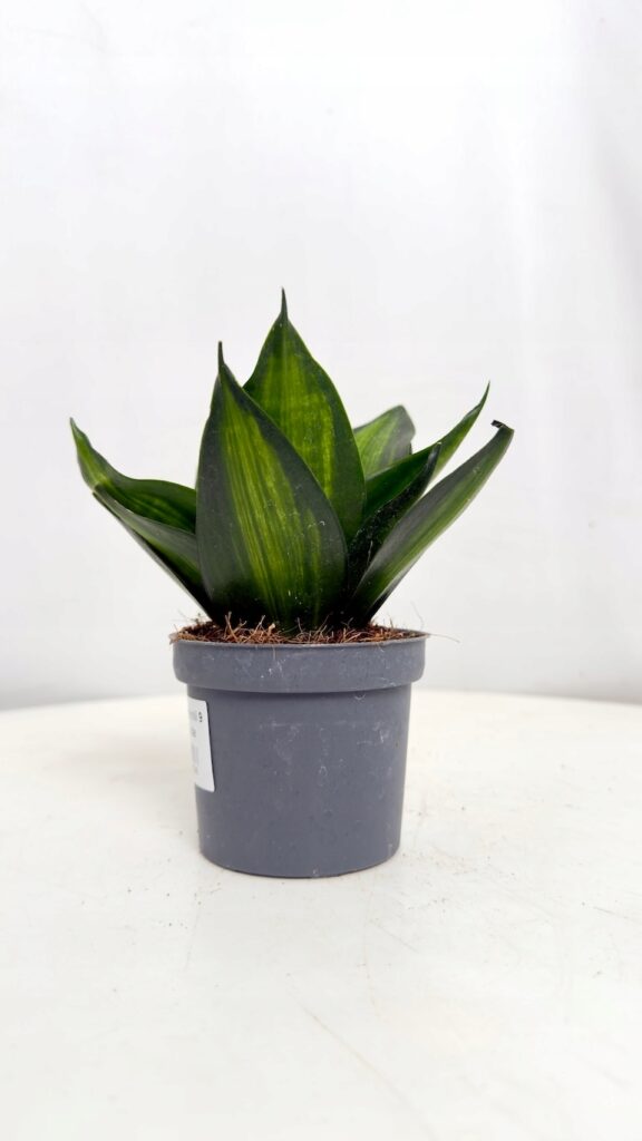 Sansevieria Black Jade w doniczce 9 cm ciemnozielone liście kompaktowa roślina do wnętrz