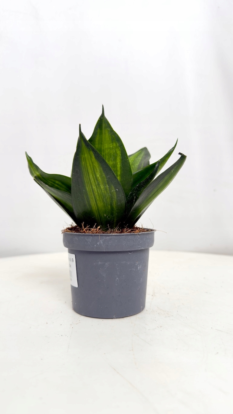 Sansevieria Black Jade