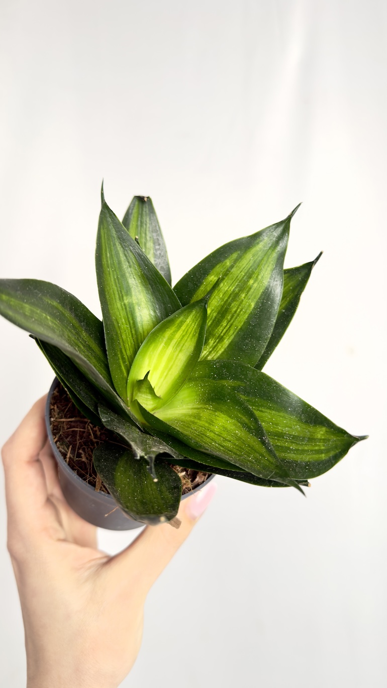 Sansevieria Black Jade