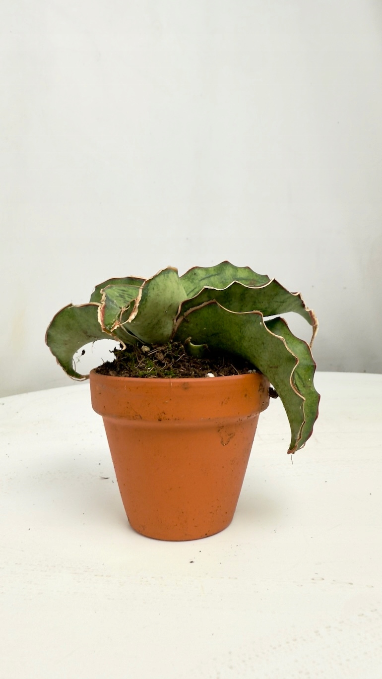 Sansevieria Cleopatra