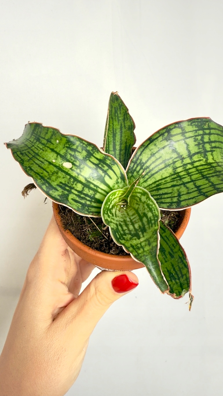 Sansevieria Cleopatra