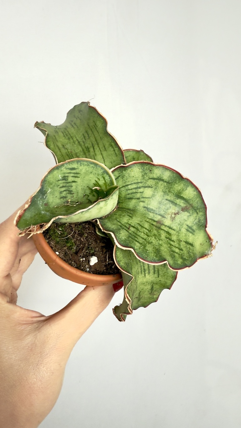 Sansevieria Cleopatra