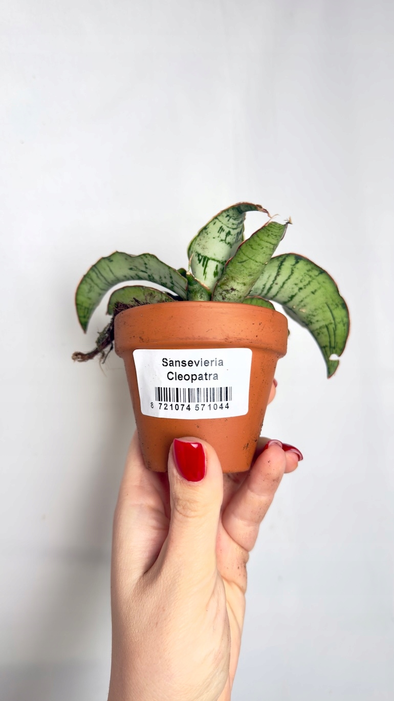 Sansevieria Cleopatra