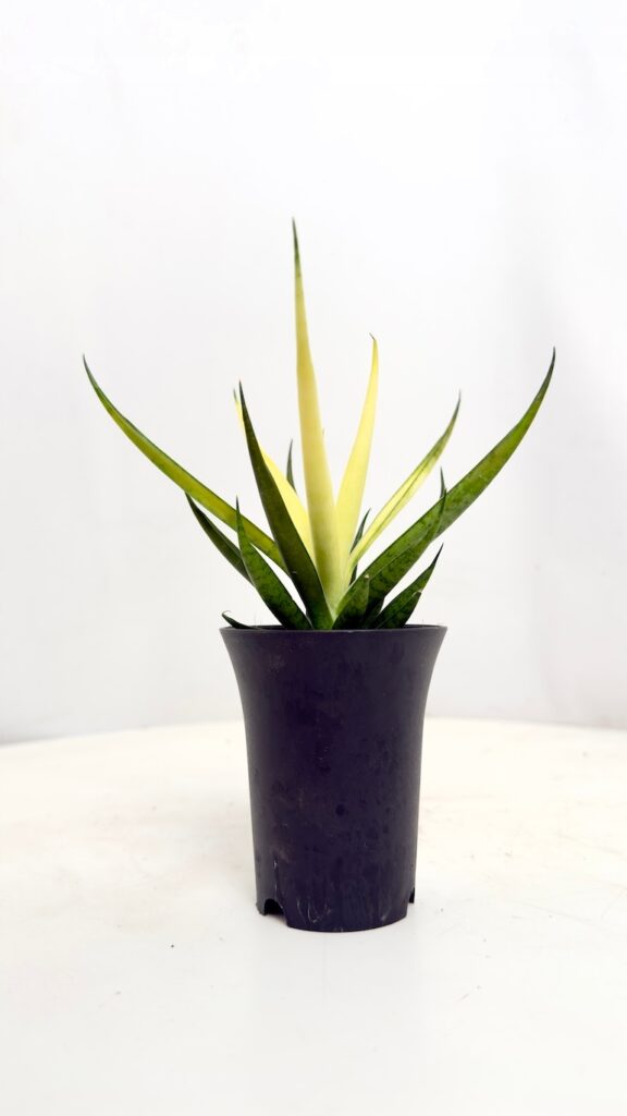 Sansevieria Comet Chrysanta Lemon 7,5-15 cm roślina doniczkowa z żółtymi liśćmi