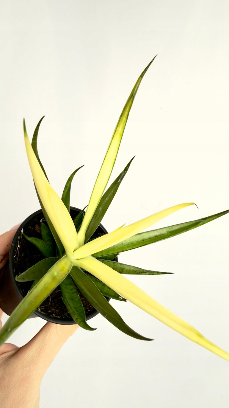 Sansevieria Comet Chrysanta Lemon