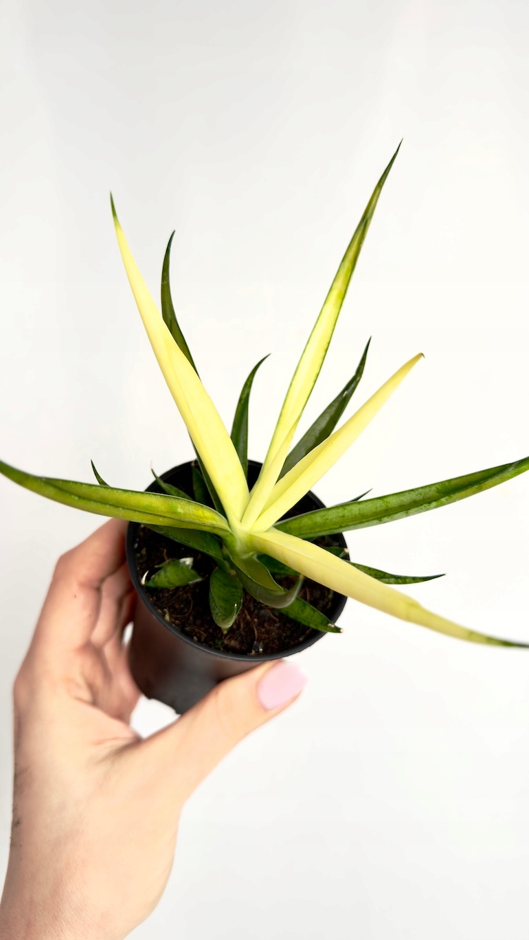 Sansevieria Comet Chrysanta Lemon