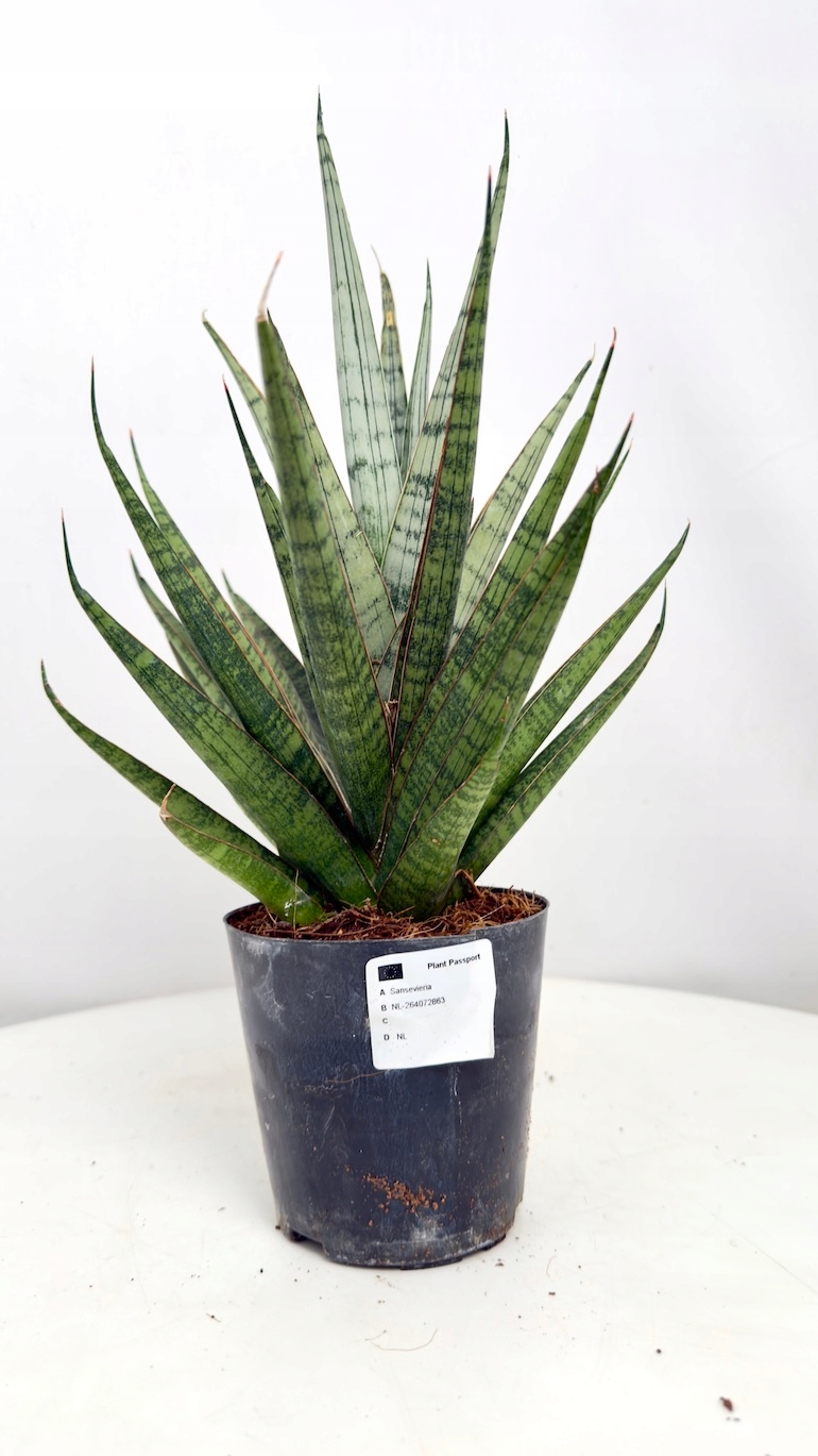 Sansevieria Cylindrical SEM