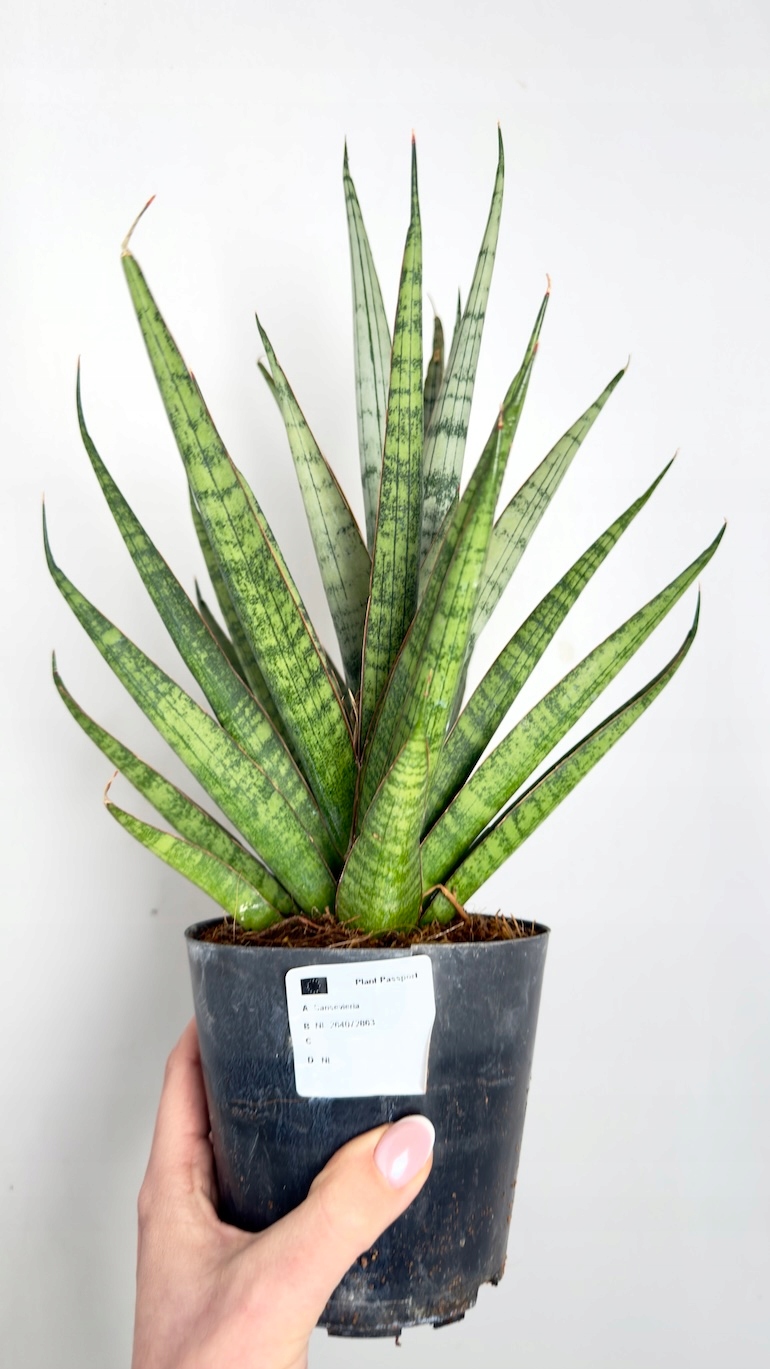 Sansevieria Cylindrical SEM