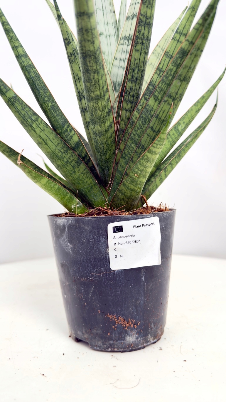 Sansevieria Cylindrical SEM