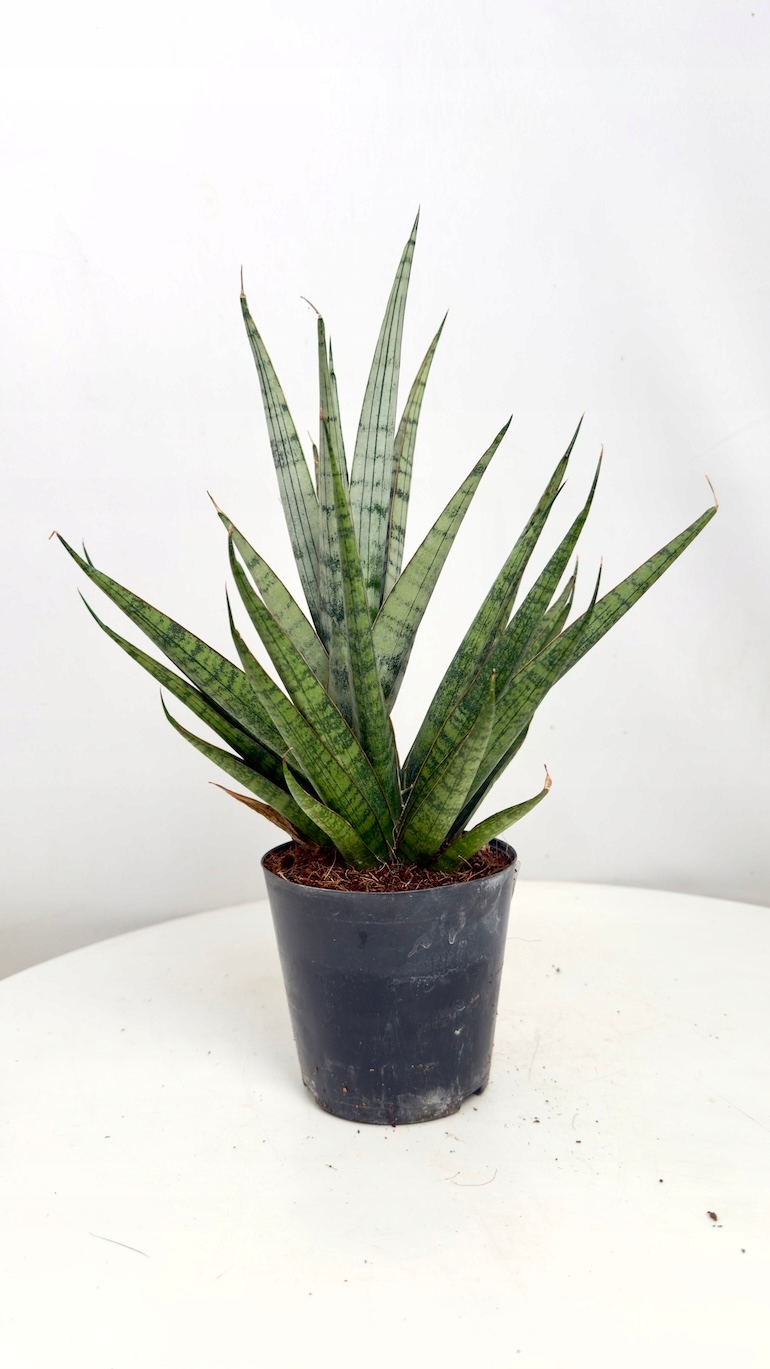 Sansevieria Cylindrical SEM