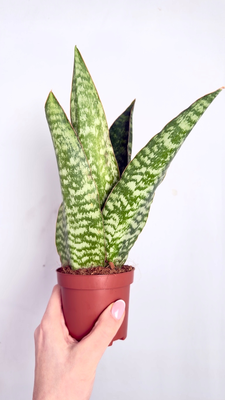 Sansevieria Dragon 9/30cm