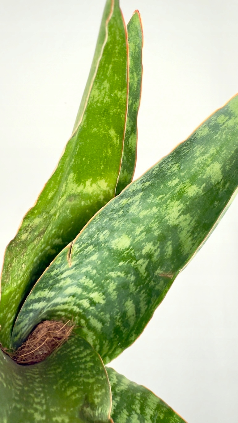 Sansevieria Dragon 9/30cm