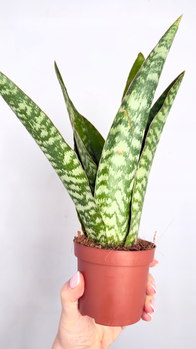 Sansevieria Dragon 9/30cm