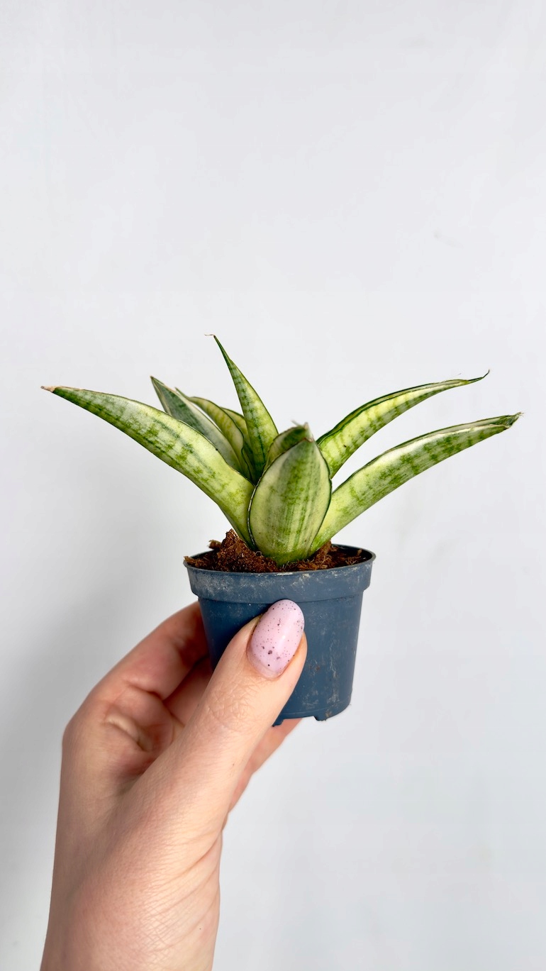 Sansevieria Gabriella Crown
