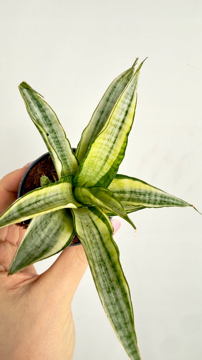 Sansevieria Gabriella Crown