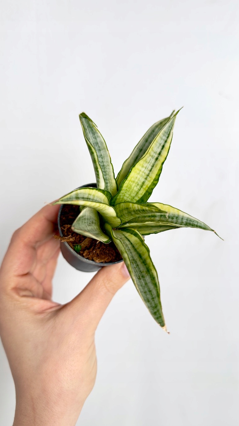 Sansevieria Gabriella Crown