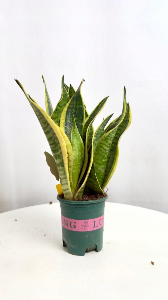 Sansevieria Gold Flame