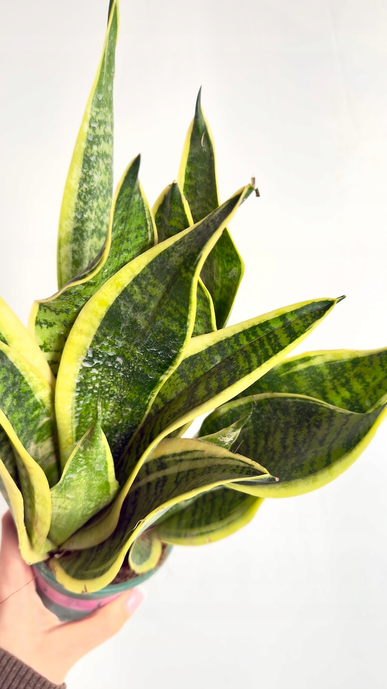 Sansevieria Gold Flame