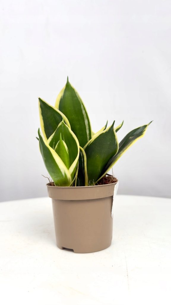 Sansevieria Golden Flame