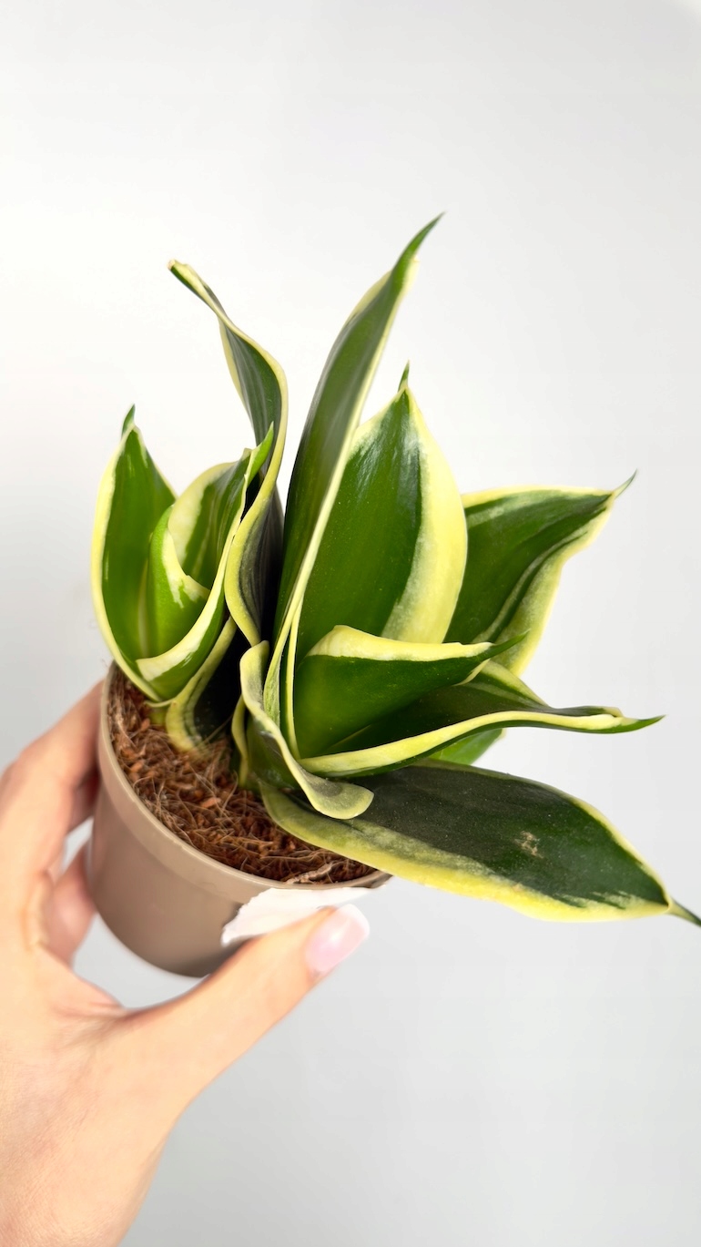 Sansevieria Golden Flame