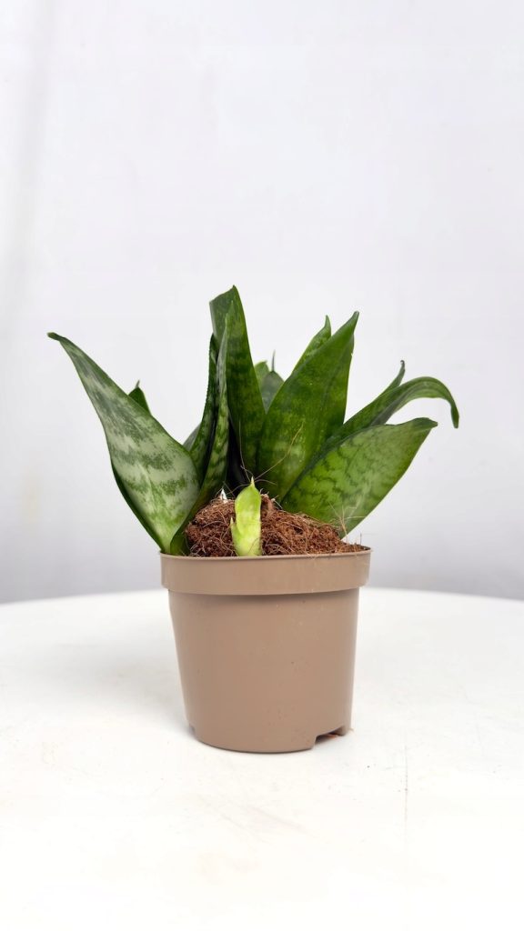 Sansevieria-Hahnii-Green