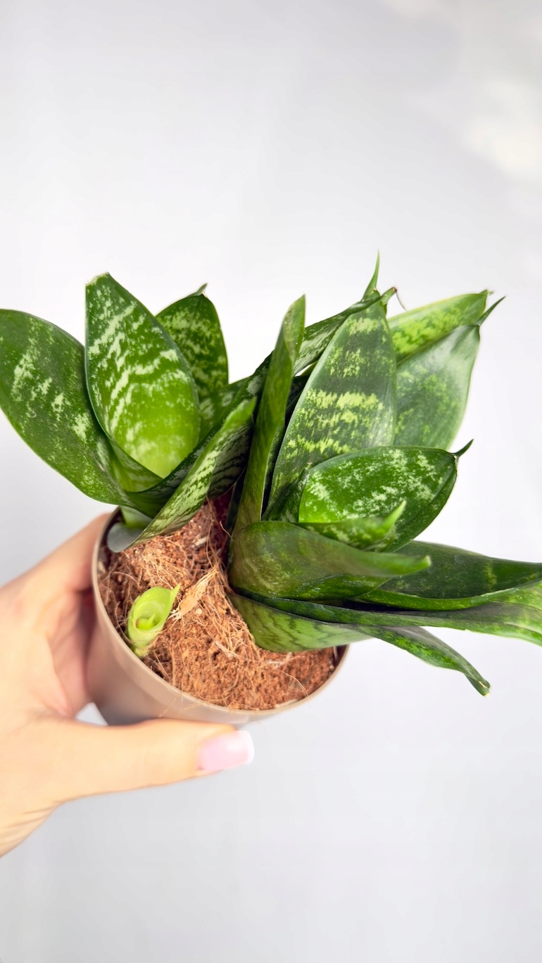 Sansevieria Hahni Green