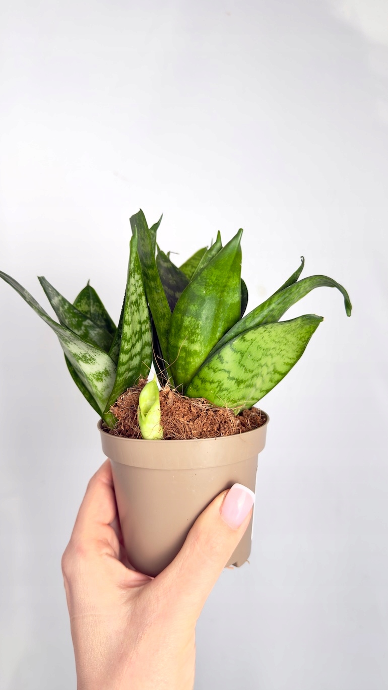 Sansevieria Hahni Green