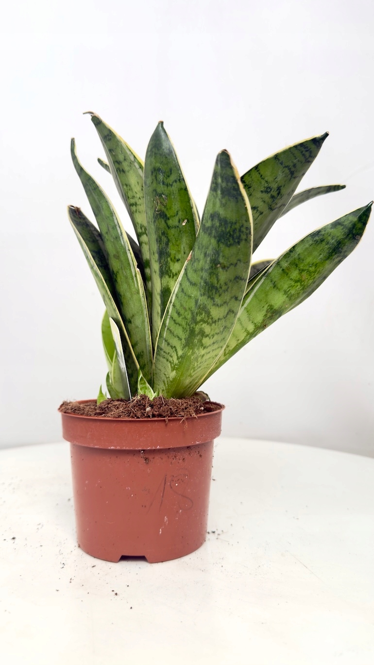 Sansevieria Hahnii Silver