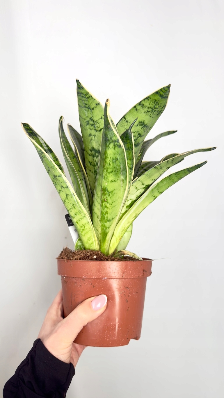 Sansevieria Hahnii Silver