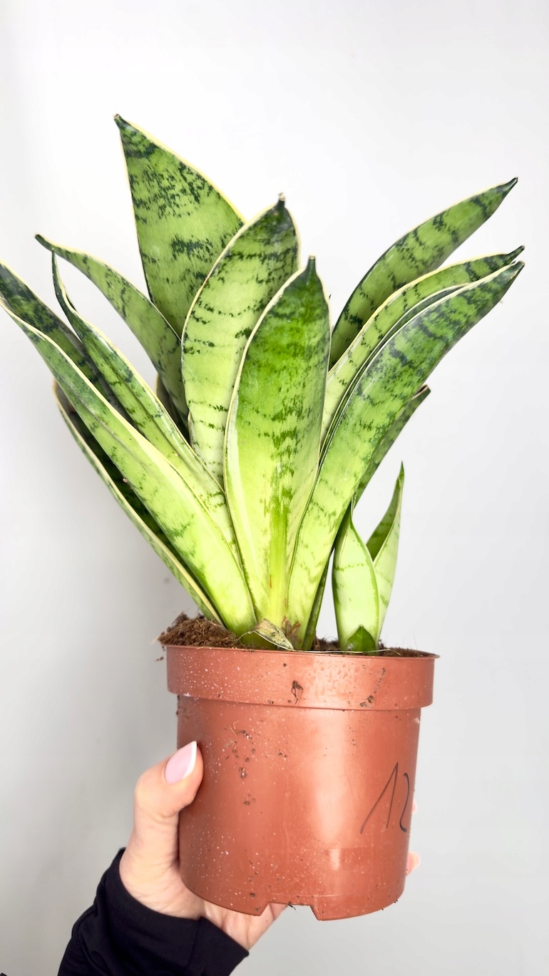 Sansevieria Hahnii Silver