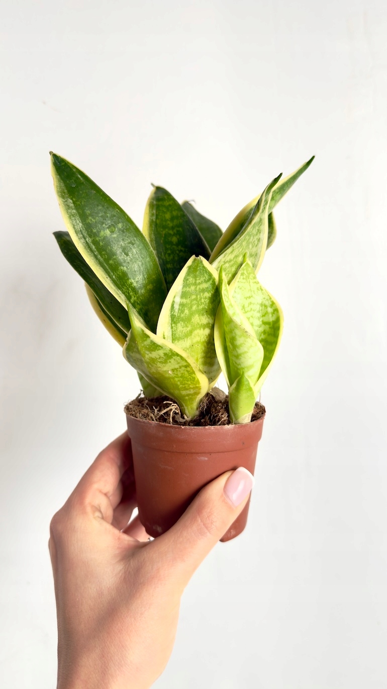 Sansevieria Hahnii