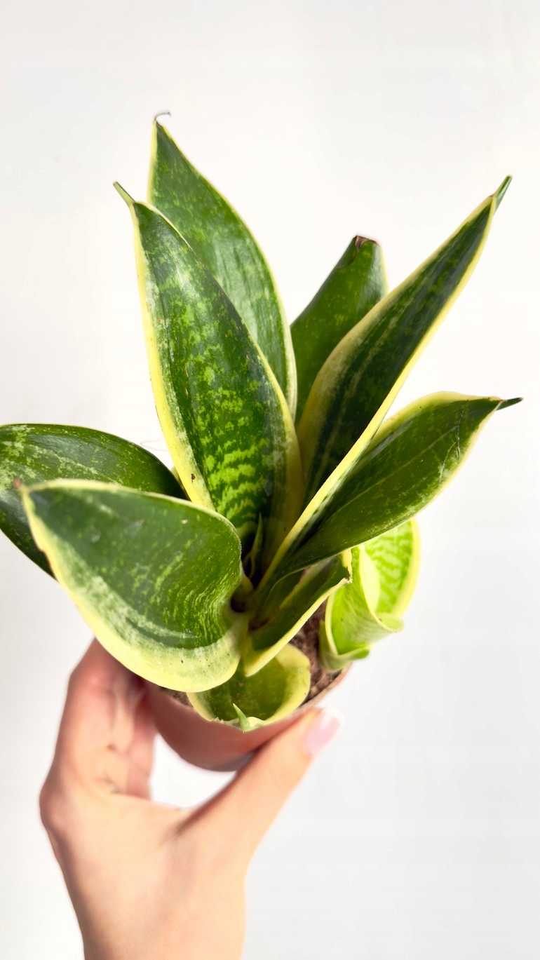 Sansevieria Hahnii