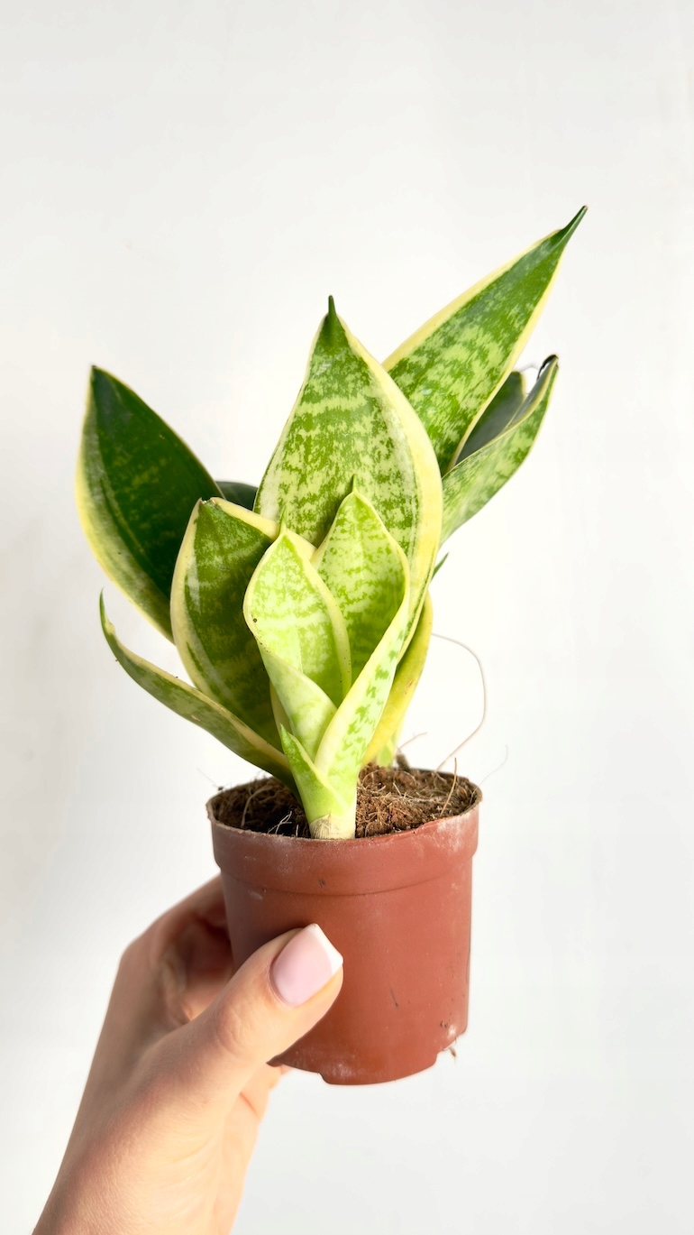 Sansevieria Hahnii