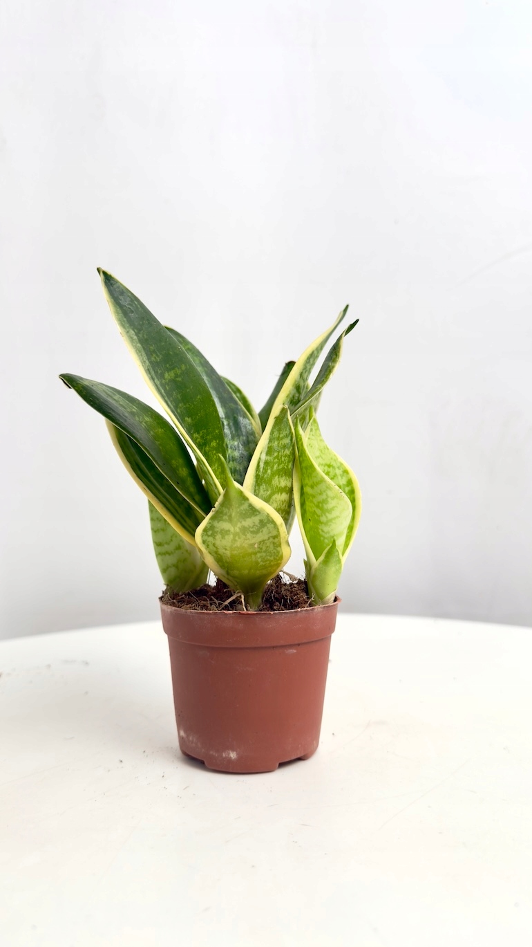 Sansevieria Hahnii
