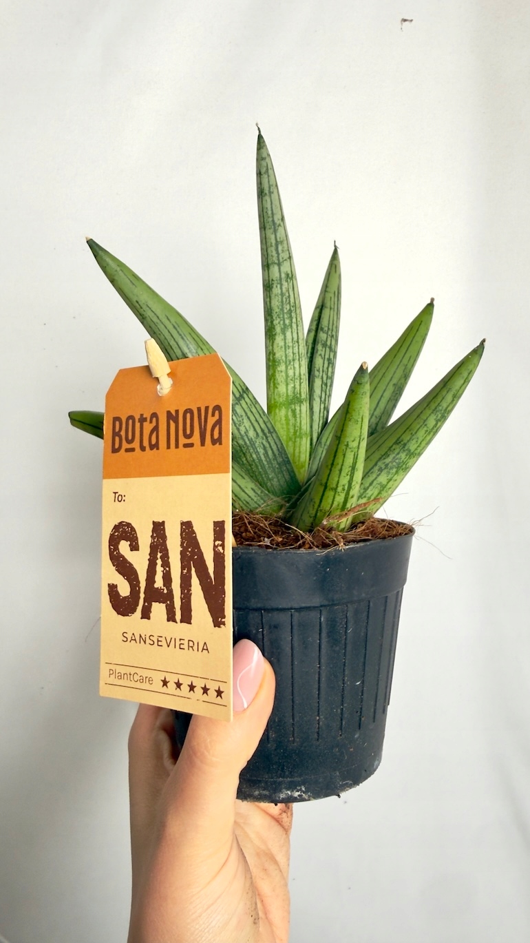 Sansevieria Helios Twister 10,5/20 cm