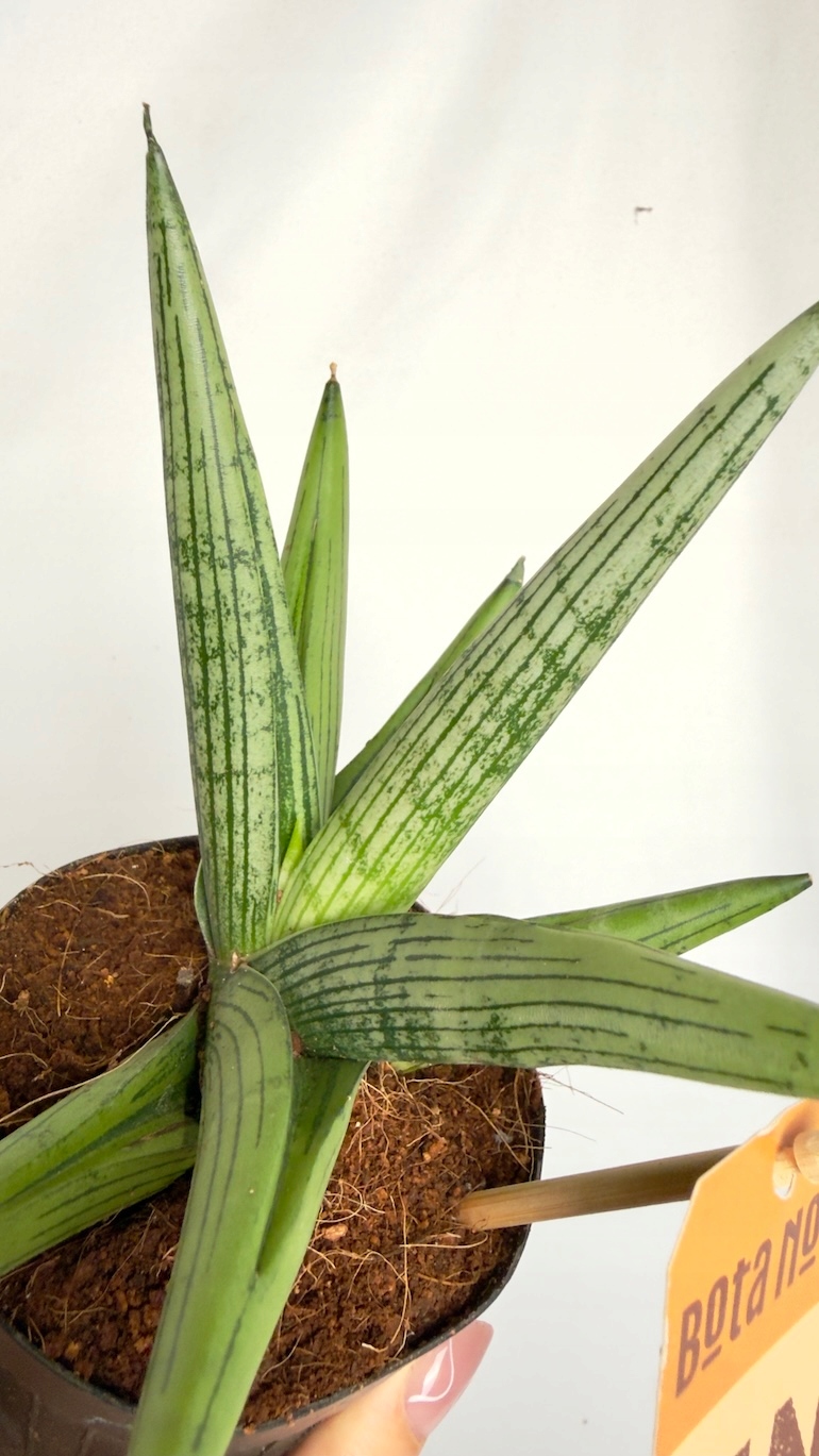 Sansevieria Helios Twister 10,5/20 cm