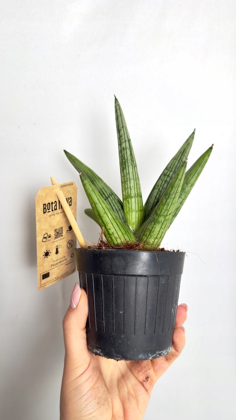 Sansevieria Helios Twister 10,5/20 cm