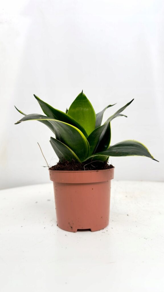 Sansevieria Jade w doniczce 9 cm zwarta roślina o ciemnozielonych liściach z jasnym środkiem do nowoczesnych wnętrz