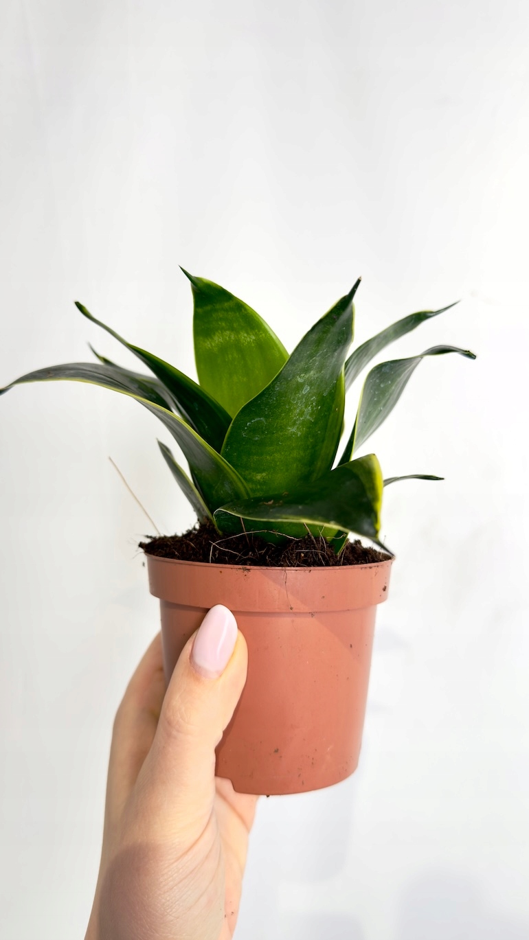 Sansevieria Jade 9/15 cm