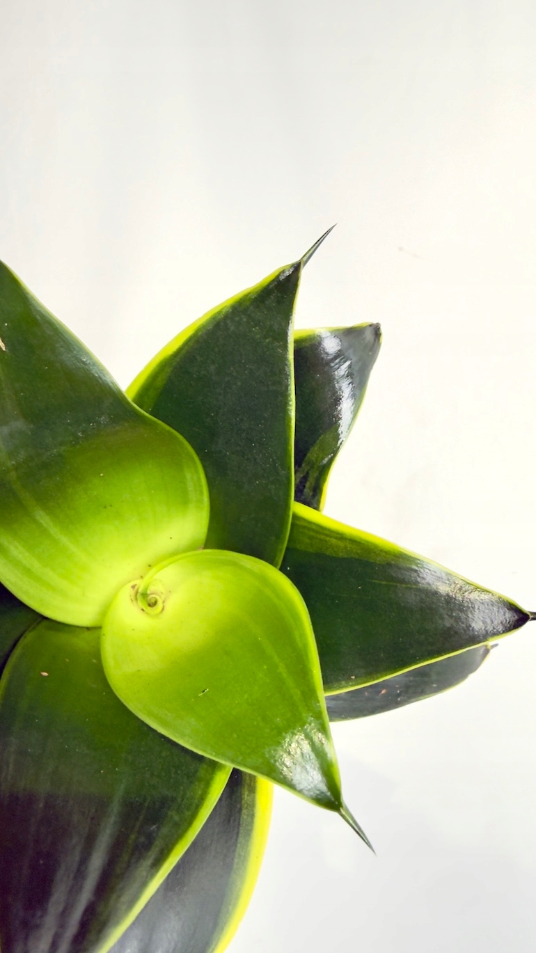 Sansevieria Jade 9/15 cm