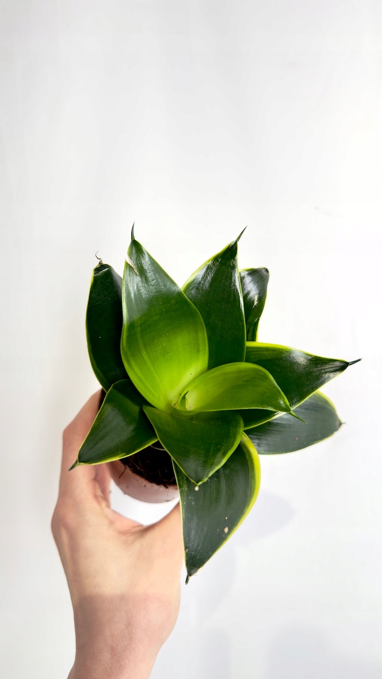 Sansevieria Jade 9/15 cm