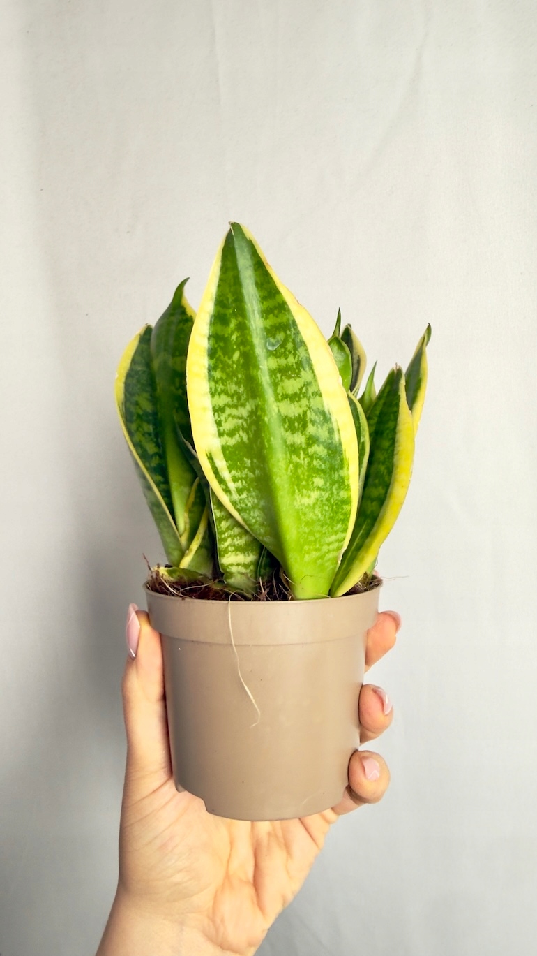 Sansevieria Laurentii 10/20 cm
